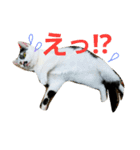 ふわわとわた（個別スタンプ：7）