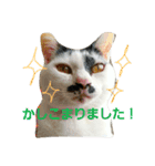 ふわわとわた（個別スタンプ：8）
