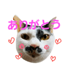 ふわわとわた（個別スタンプ：12）