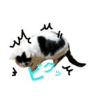 ふわわとわた（個別スタンプ：13）