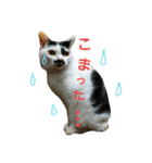 ふわわとわた（個別スタンプ：15）