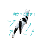 ふわわとわた（個別スタンプ：16）