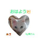 にゃんたん家族大好き（個別スタンプ：1）