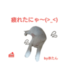 にゃんたん家族大好き（個別スタンプ：3）