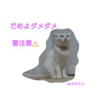 にゃんたん家族大好き（個別スタンプ：7）