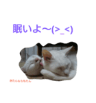 にゃんたん家族大好き（個別スタンプ：10）