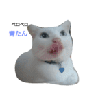 にゃんたん家族大好き（個別スタンプ：12）