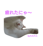 にゃんたん家族大好き（個別スタンプ：15）