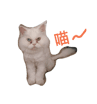 Maomaojian life（個別スタンプ：1）