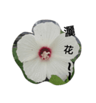 Maomaojian life（個別スタンプ：7）