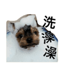 Yorkshiremaluco（個別スタンプ：4）