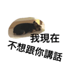 Yorkshiremaluco（個別スタンプ：6）