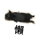 Yorkshiremaluco（個別スタンプ：12）