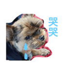 Yorkshiremaluco（個別スタンプ：33）