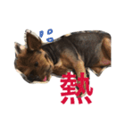 Yorkshiremaluco（個別スタンプ：37）