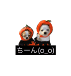 くーまろぷー（個別スタンプ：2）