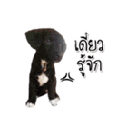 Dog have feeling（個別スタンプ：3）