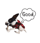 Dog have feeling（個別スタンプ：9）