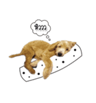 Dog have feeling（個別スタンプ：11）