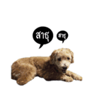 Dog have feeling（個別スタンプ：13）