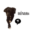 Dog have feeling（個別スタンプ：15）
