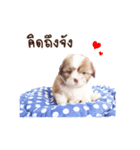 Tang~Tang cute dog（個別スタンプ：2）