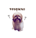 Tang~Tang cute dog（個別スタンプ：3）