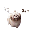 Tang~Tang cute dog（個別スタンプ：4）