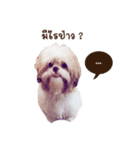 Tang~Tang cute dog（個別スタンプ：5）