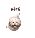 Tang~Tang cute dog（個別スタンプ：6）