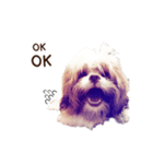 Tang~Tang cute dog（個別スタンプ：8）