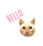 笹かま猫のお顔スタンプ（個別スタンプ：1）