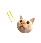 笹かま猫のお顔スタンプ（個別スタンプ：6）