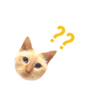 笹かま猫のお顔スタンプ（個別スタンプ：7）
