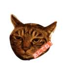 うちの2匹猫修正版1（個別スタンプ：1）