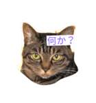 うちの2匹猫修正版1（個別スタンプ：3）