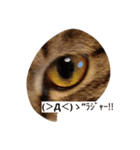 うちの2匹猫修正版1（個別スタンプ：4）
