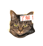 うちの2匹猫修正版1（個別スタンプ：5）