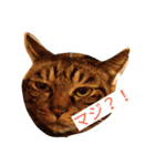 うちの2匹猫修正版1（個別スタンプ：7）