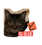 うちの2匹猫修正版1（個別スタンプ：8）