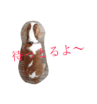 野口家のわんこたち（個別スタンプ：3）