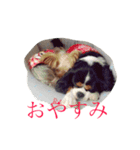 野口家のわんこたち（個別スタンプ：5）