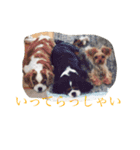 野口家のわんこたち（個別スタンプ：6）