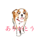 野口家のわんこたち（個別スタンプ：7）