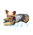 野口家のわんこたち（個別スタンプ：9）