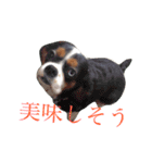 野口家のわんこたち（個別スタンプ：11）
