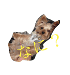 野口家のわんこたち（個別スタンプ：13）