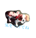 野口家のわんこたち（個別スタンプ：16）