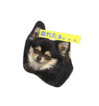 きゅろろの日常♬（個別スタンプ：6）