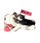 きゅろろの日常♬（個別スタンプ：8）